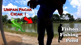 Fishon Fishing Pond - Umpan Cicak Pacak ! (Vlog No.2)