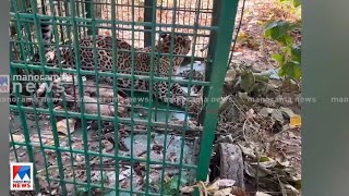 പുലിയെ ഉള്‍വനത്തില്‍  തുറന്നുവിട്ടു | Kozhikode Leopard