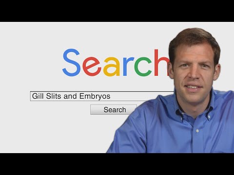 Do embryos have gill slits?