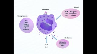 Basophils as A cellular Component of Blood