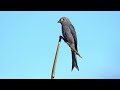 ashy drongo call sound