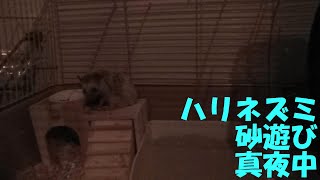 ハリネズミ　砂遊び