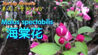 春天花会开（5/8）——  海棠花  🚩  Spring flowers(5/8) —— Malus spectabilis