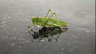 How to Sleep Fast ? Rain Sounds for Sleeping, 99% Instantly Fall Asleep With Rain And Thunder Sound