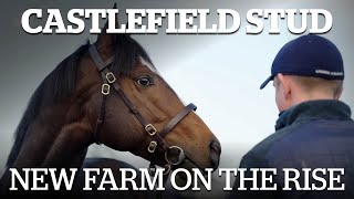 Exciting young stallions at Castlefield Stud ⭐️