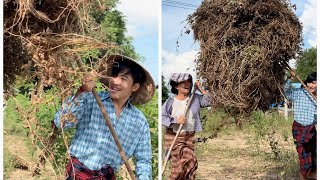 အမေနဲ့ နွားစာသိမ်းတာ အမေမှောက်လျက်လှဲ တော့တာပဲဗျို့