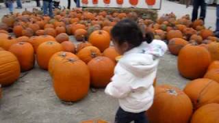 Pumpkin picking - 2009