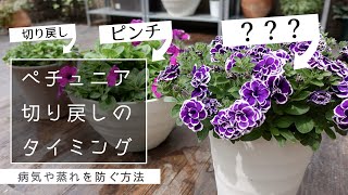 【ペチュニア】1番良いタイミングで切り戻す方法【たくさん咲く・病気を防ぐ】