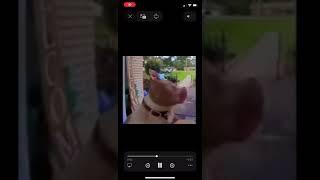 Sus dog at doorbell meme [get this vid 5k views]