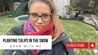 PLANTING TULIPS IN WINTER - I am planting the last of my tulip bulbs in my winter garden