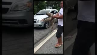 Sloth says thank you to man for helping