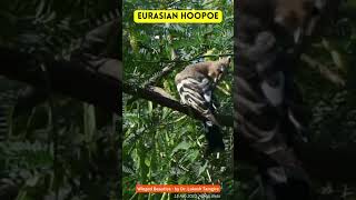 eurasian hoopoe | Upupa epops |