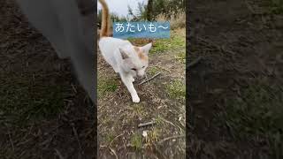 腰トントン他の猫呼び寄せる説🐈鹿児島の薩摩弁猫🐈#猫 #地域猫 #ねこ #ねこ動画 #cat #catlover #catvideos #cats #edm #edmmusic