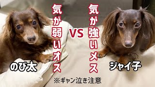 【チワックスとダックスフンド】元保護犬オスとメスの性格も違えば鳴き声も違いすぎた！【保護犬を家族にお迎え】