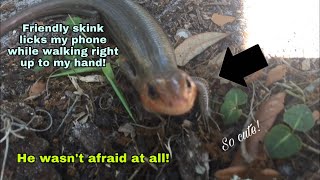 Friendly skink! Wild Broad Headed skink crawls up to my hand! So cute!