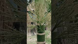 ##enjoy beautiful nature with rural life#shorts##arecanut plant##trending