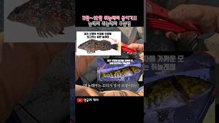 11월~12월 쥐노래미 금어기!! 노래미-쥐노래미 구분법!!! #낚시 #fishing #속초 #바다 #앵글러 #여행 #제이 #노래미 #쥐노래미 #구분법 #루어 #구멍치기