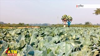 কুষ্টিয়ায় ফুলকপির বাম্পার ফলন, বিক্রি হচ্ছে তিনগুণ দামে