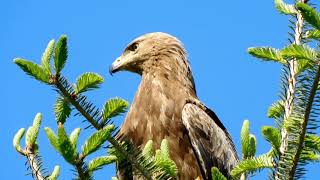 Orlik krzykliwy / Lesser spotted eagle