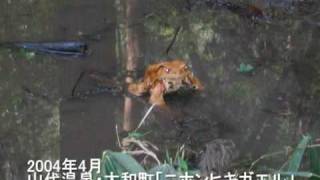 山代温泉・生物多様性シリーズ「ニホンヒキガエル」