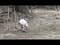 01 greater flamingo chick.オオフラミンゴのヒナ。