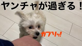 ヤンチャが過ぎる！常に走り回るマルプーが可愛い‼️