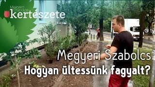 Hogyan ültessünk fagyalt - Megyeri Szabolcs dísznövénykertészet Győr - fagyal sövény rendelés