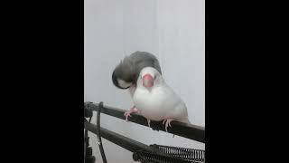 風呂上がりに羽繕いをしてあげる文鳥