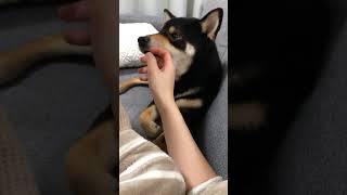 飼い主の手を食べたい柴犬　#shorts