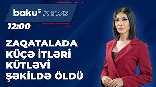 Zaqatalada küçə itləri kütləvi şəkildə öldü - BAKU TV