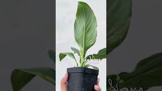 Spathiphyllum Sensation Variegated | OKANOKA.COM | Selling Tropical Plants \u0026 Houseplants