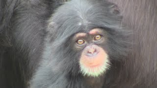 リュウ家族と双子ガール  202  Ryu family \u0026 twin girls  chimpanzee