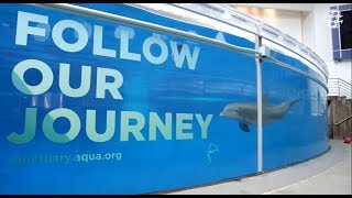 Baltimore Aquarium bereitet Delfine auf neues Leben in betreuter Meeresbucht vor