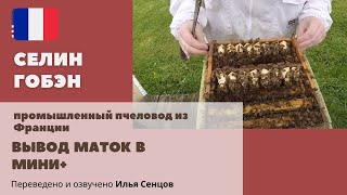 Вывод маток в нуклеусе Мини+ (Селин Гобэн, Франция)