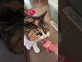 三毛猫ファンちゃん🐱おやつタイム😻 calico cat fan