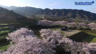 桜風 石舞台古墳と桜