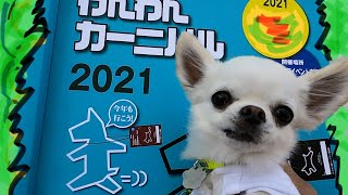 チワワ🐶わんわんカーニバル２０２１(代々木公園)行って来ました！