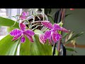 路德蝴蝶兰 phalaenopsis lueddemanniana