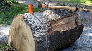 Stihl MS 311 Using 36 Inch Bar Bucking Water Oak Rounds