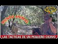 NATURALEZA DEL OESTE VIDEO 2  UN PEQUEÑO VENADITO ME DEJÓ SIN PALABRAS IGUAL UN PEQUEÑO PUMA