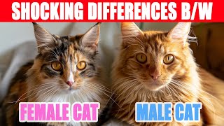 The SHOCKING Differences Between Male and Female Cats You NEED to Know