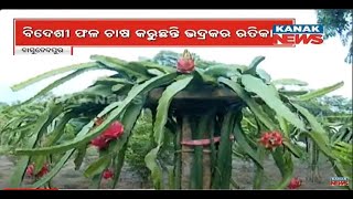 Bazaar Halchaal: Bhadrak Man Becomes Profitable With Dragon Fruit, Sets An Example For Farmers