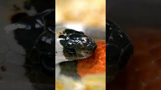 6. Unique Scale Patterns | 10 Mind-Blowing Facts About Snakes Revealed for kids