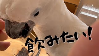 人がどう水を飲んでいるか観察していた賢い系オウム