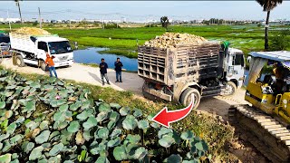 Amazing project! Great skill bulldozer and dump trucks start filling up new project pushing soil