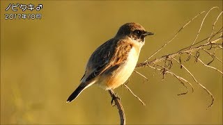 ノビタキ Siberian Stonechat (Saxicola torquata)