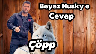 Beyaz kurt isimli velede cevap