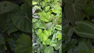 Philodendron #Shorts