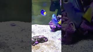 blue tangs surgeon fish