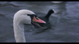 🦢 Swan Sound 2015 🦢 by ani male